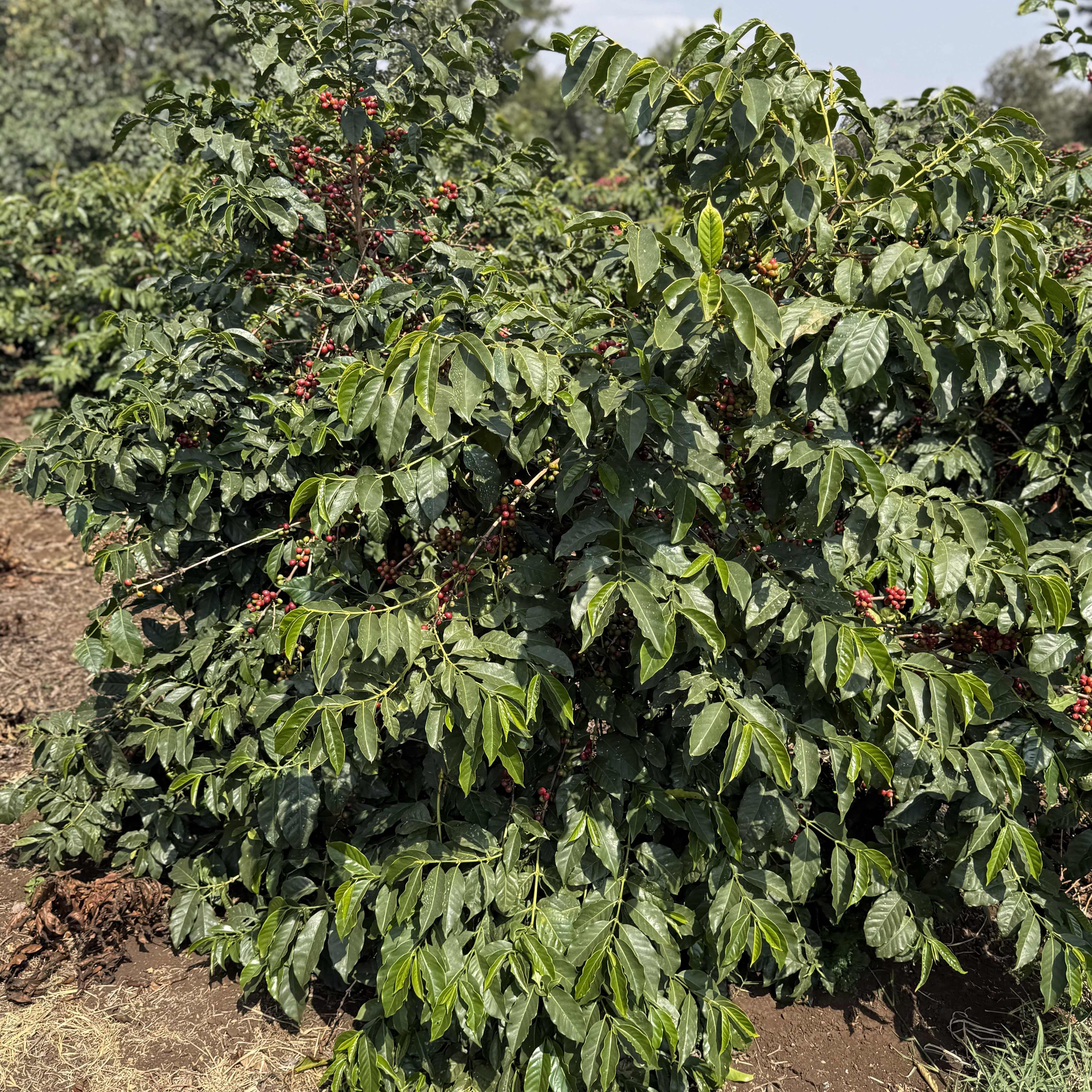 Tanzania Acacia Hills Kent AB Washed(25/26年クロップ) | ORIGIN